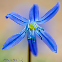 Siberian Squill