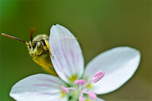 Bee on Spring Beauty