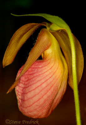 Pink Lady Slipper