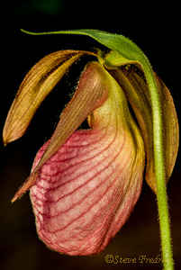 Pink Lady Slipper