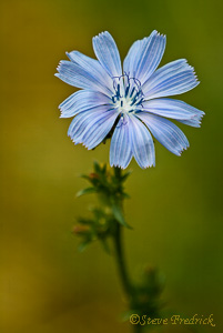 Chicory