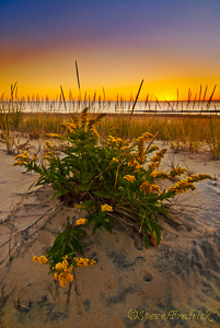 Goldenrod on Dune at Sunrise